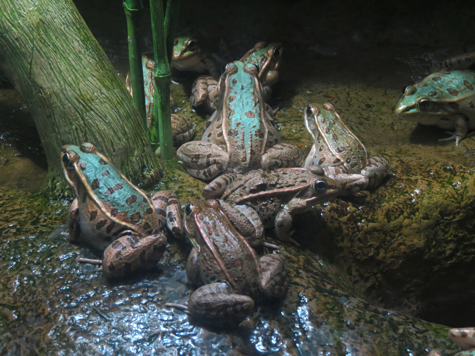 Aquatic Oklahoma - Leopard Frog Exhibit
