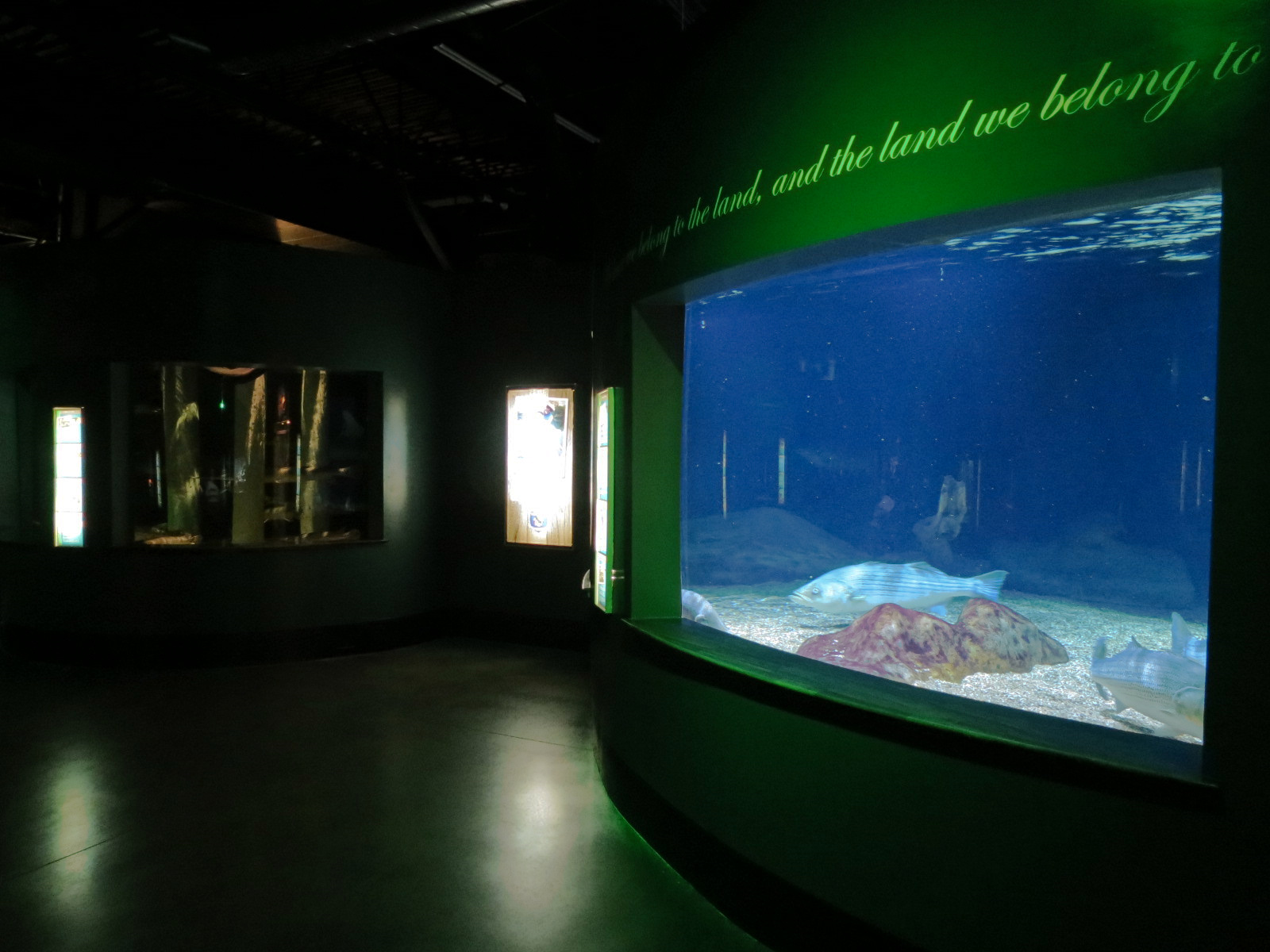 Aquatic Oklahoma - Longnose Gar and Others Exhibit