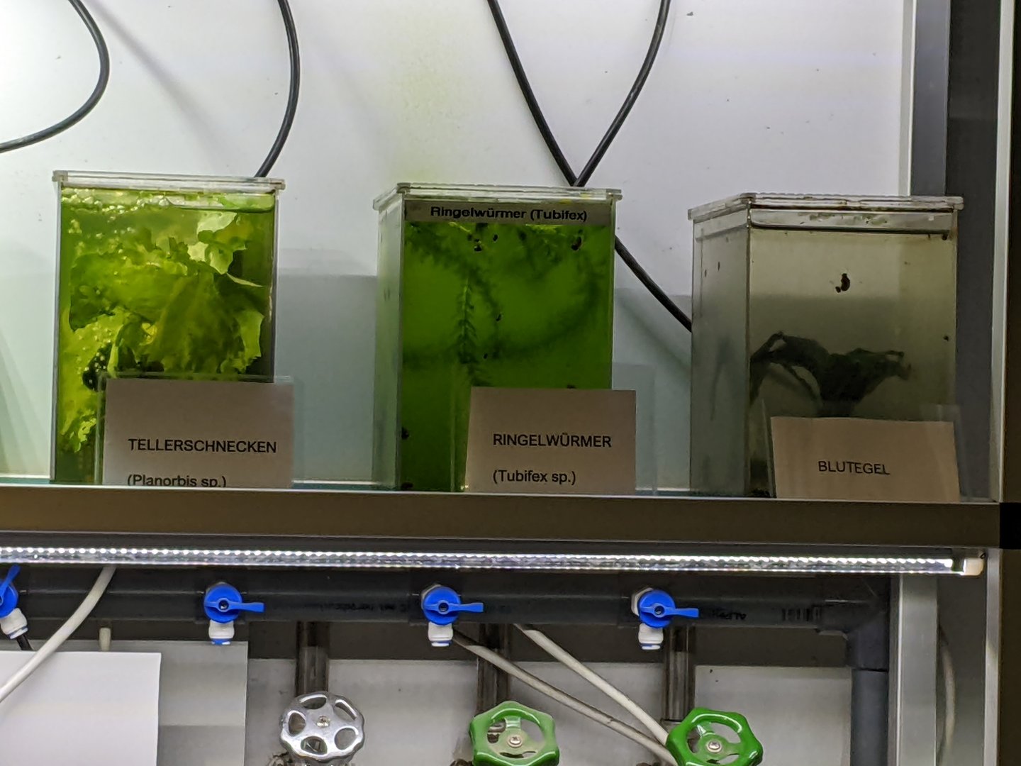 Aquatic Organism Cultures