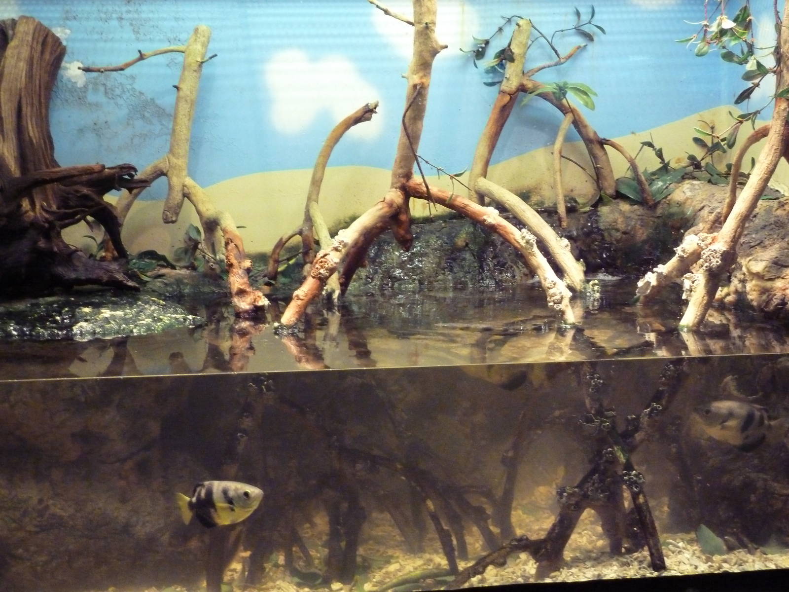 Aquatic + Reptile Center - Archerfish/Mudskipper Exhibit