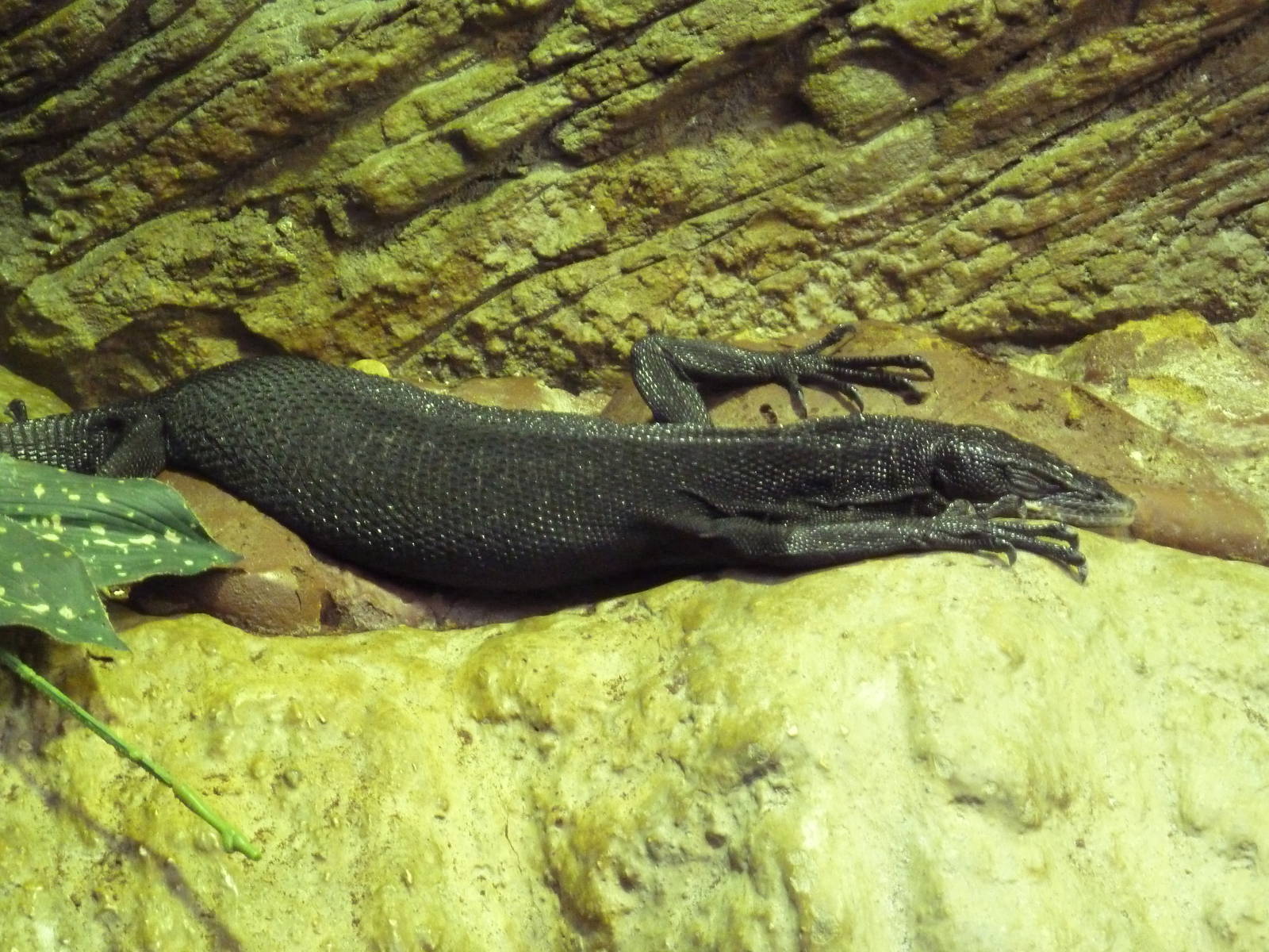 Aquatic + Reptile Center - Black Tree Monitor