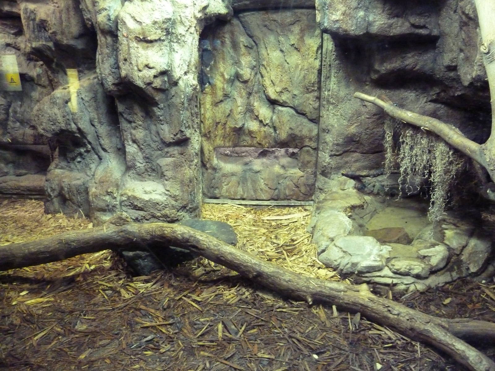 Aquatic + Reptile Center - Boelen's Python Exhibit