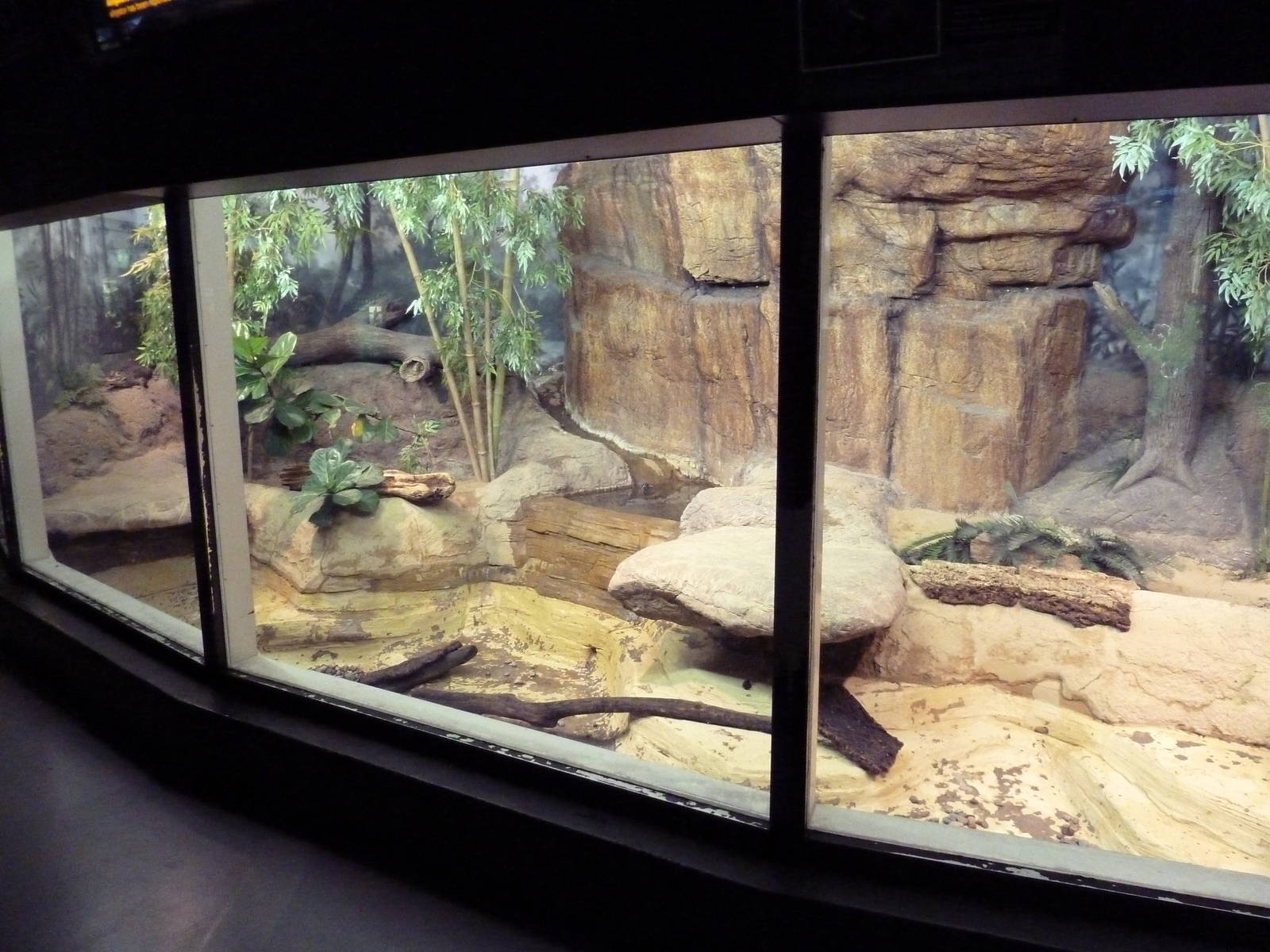 Aquatic + Reptile Center - Chinese Alligator Exhibit