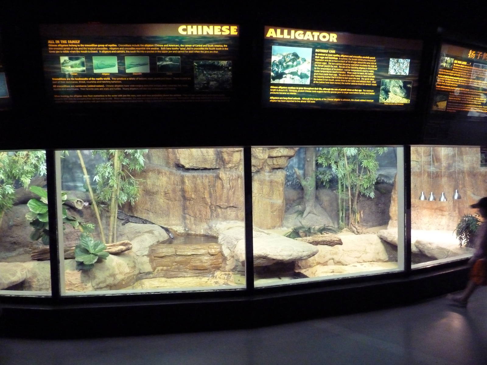 Aquatic + Reptile Center - Chinese Alligator Exhibit