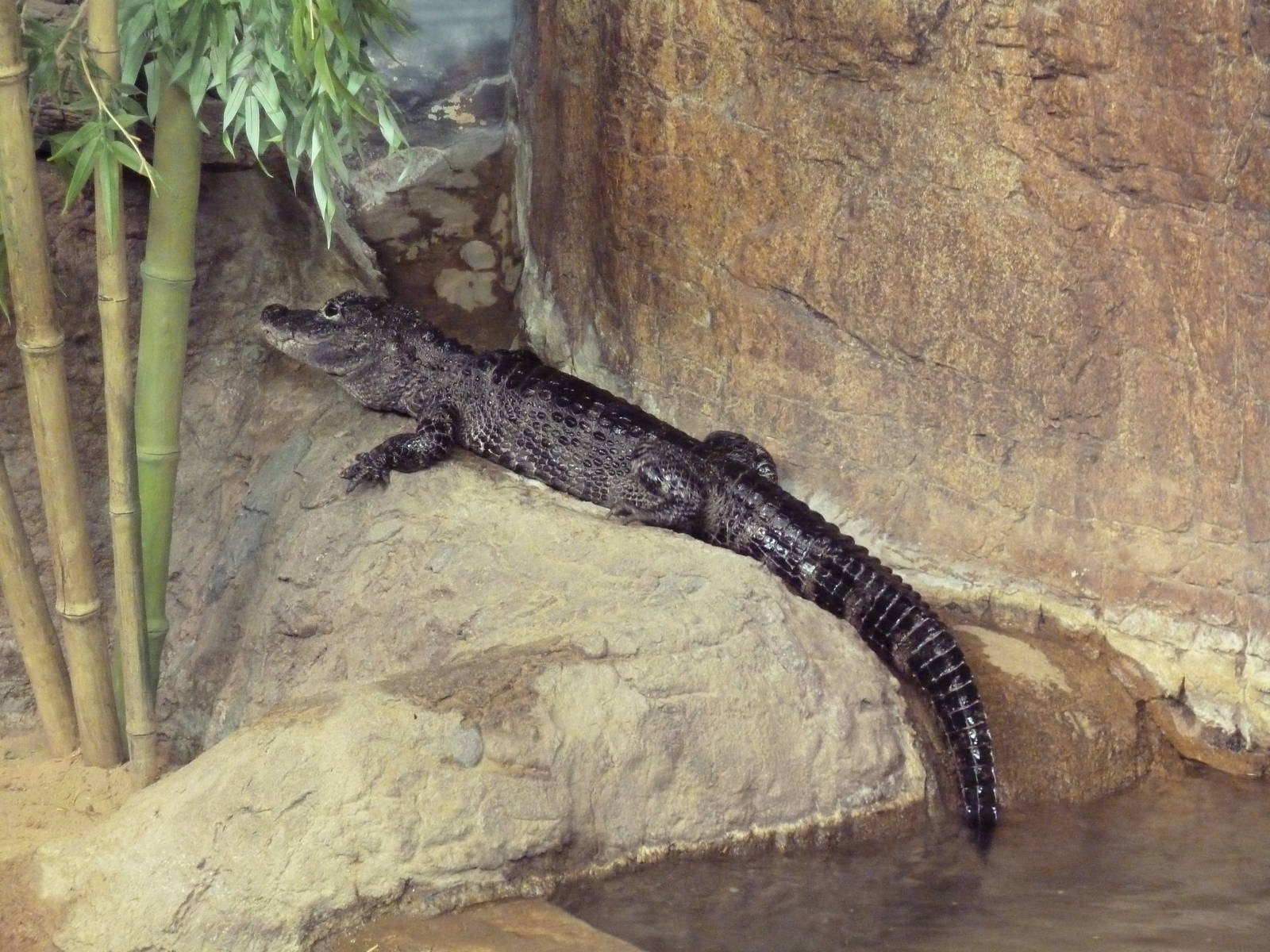 Aquatic + Reptile Center - Chinese Alligator