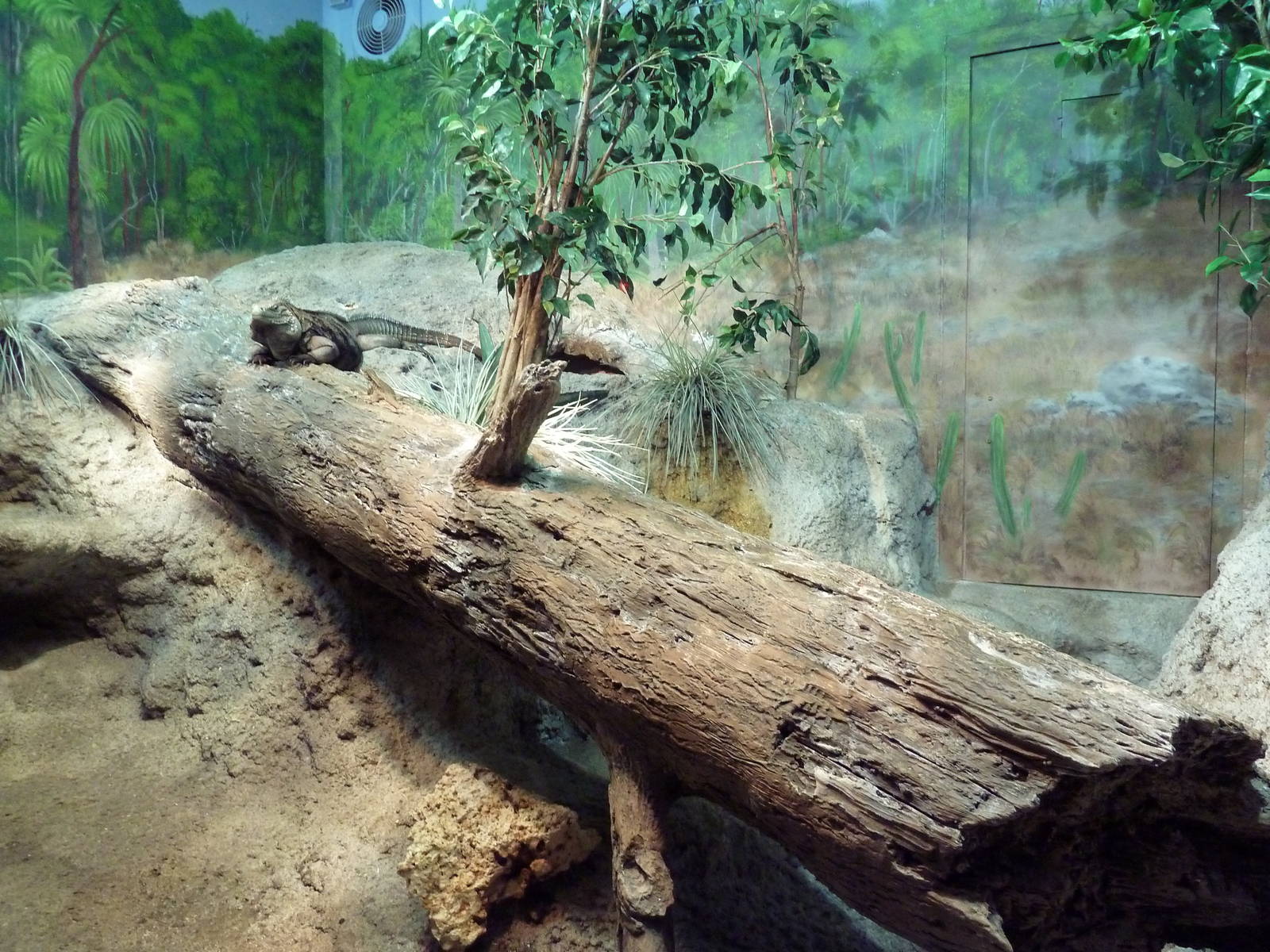 Aquatic + Reptile Center - Grand Cayman Blue Iguana Exhibit