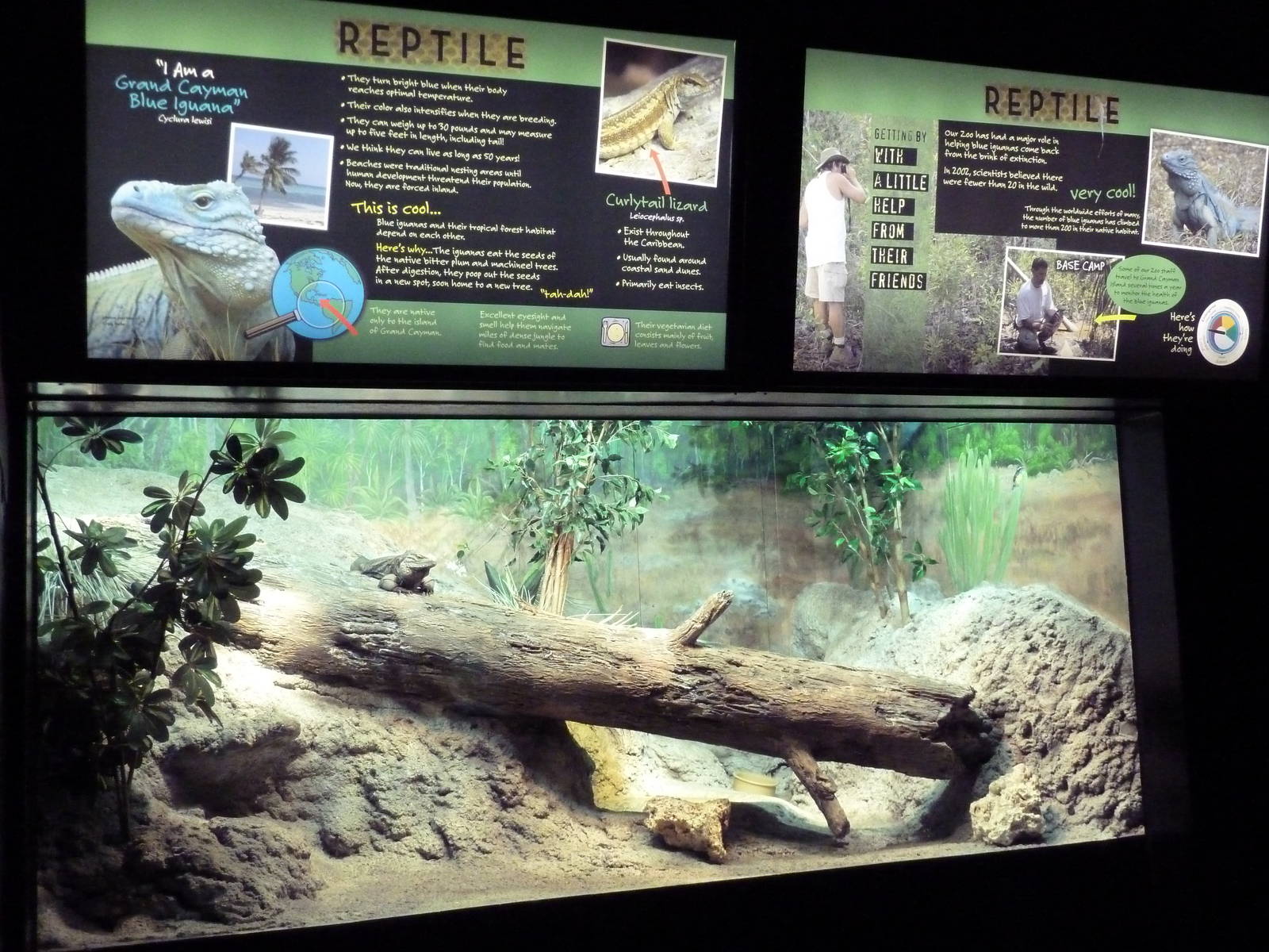 Aquatic + Reptile Center - Grand Cayman Blue Iguana Exhibit