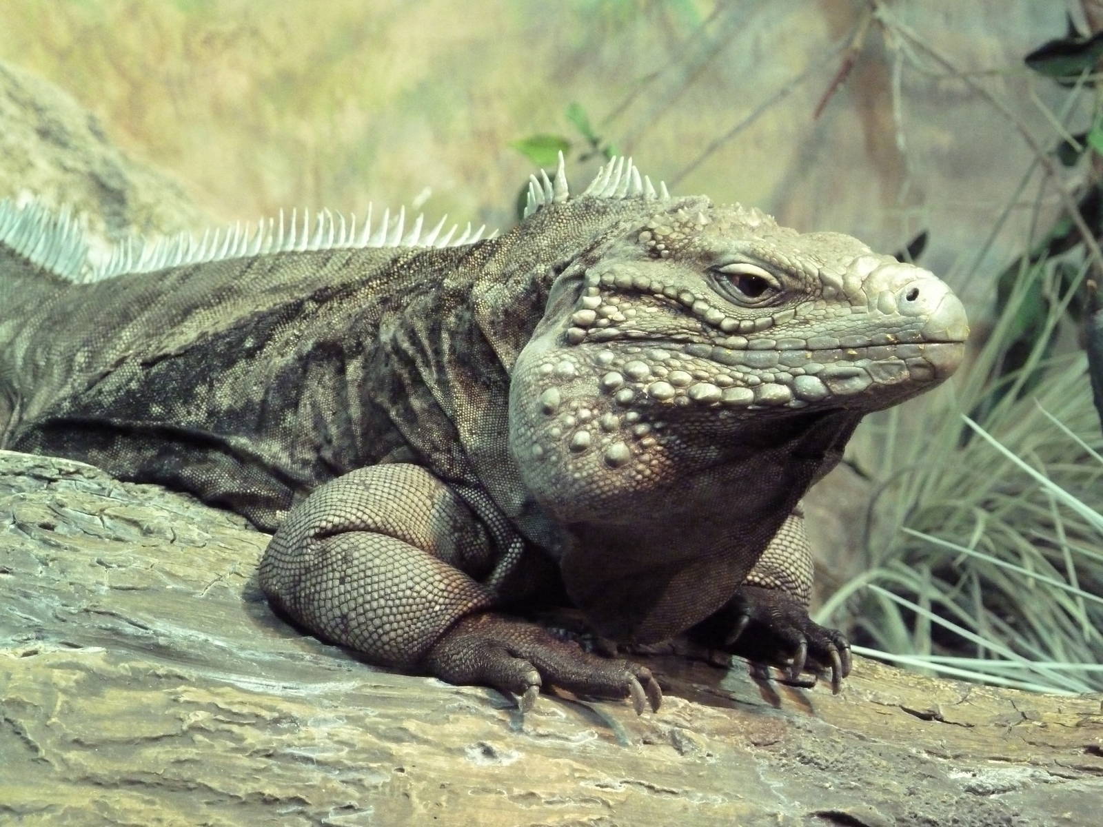 Aquatic + Reptile Center - Grand Cayman Blue Iguana