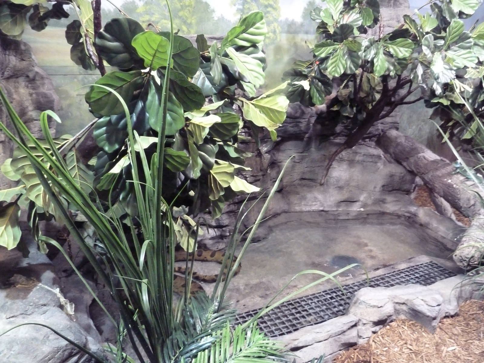 Aquatic + Reptile Center - Green Anaconda Exhibit