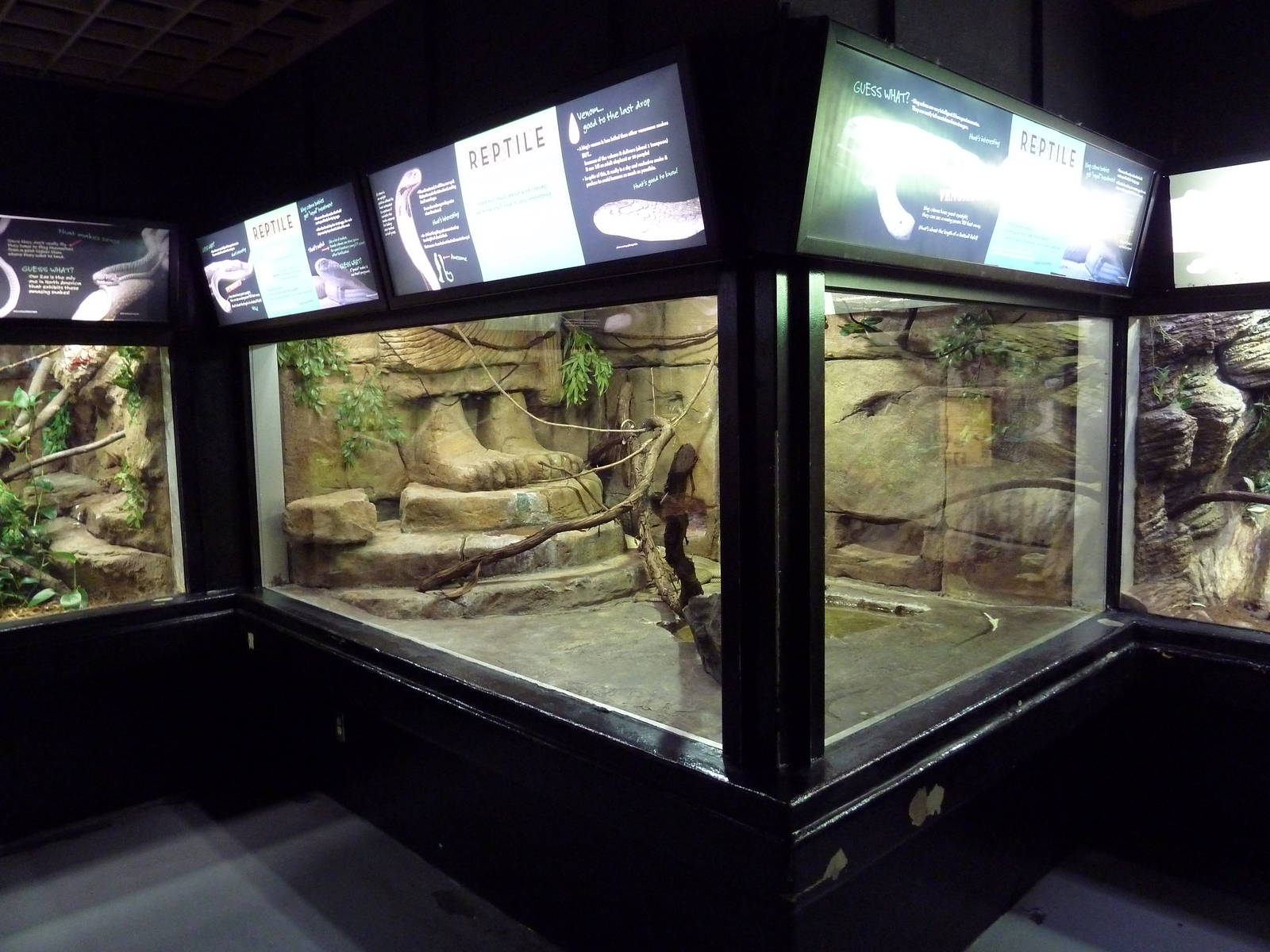 Aquatic + Reptile Center - King Cobra Exhibit