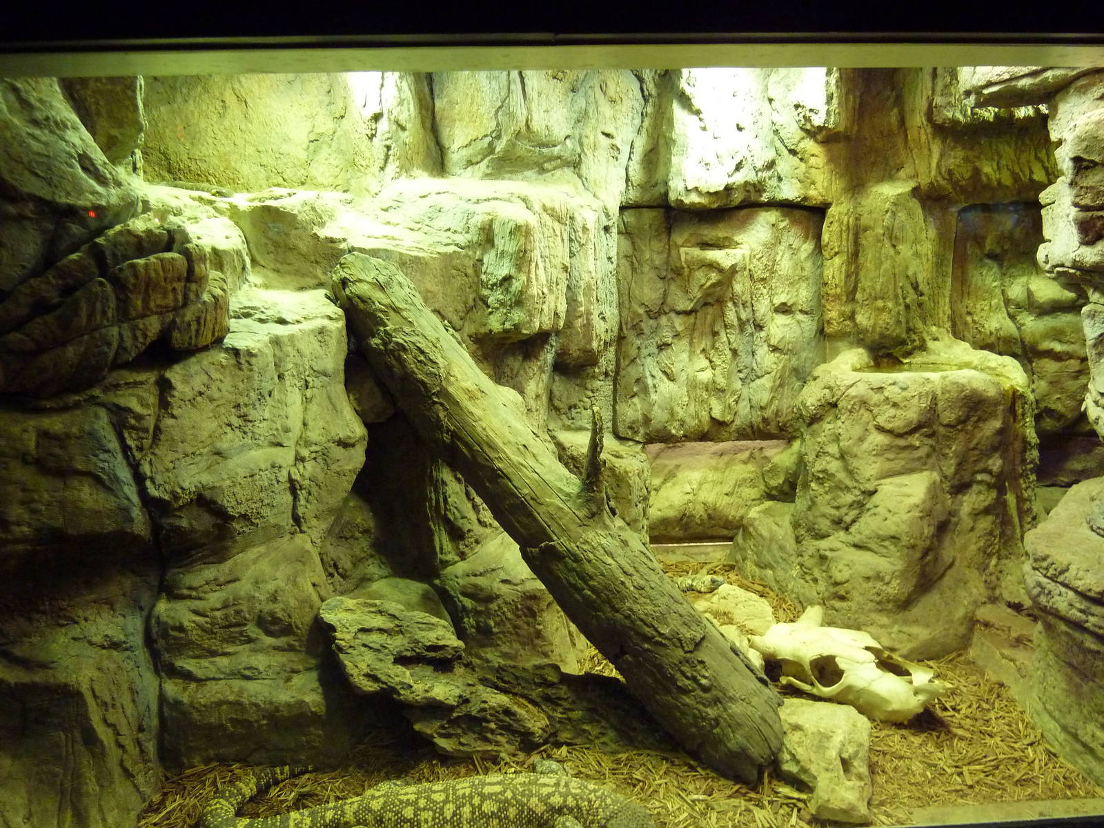 Aquatic + Reptile Center - Mexican Beaded Lizard/Black-Tailed Rattlesnake E