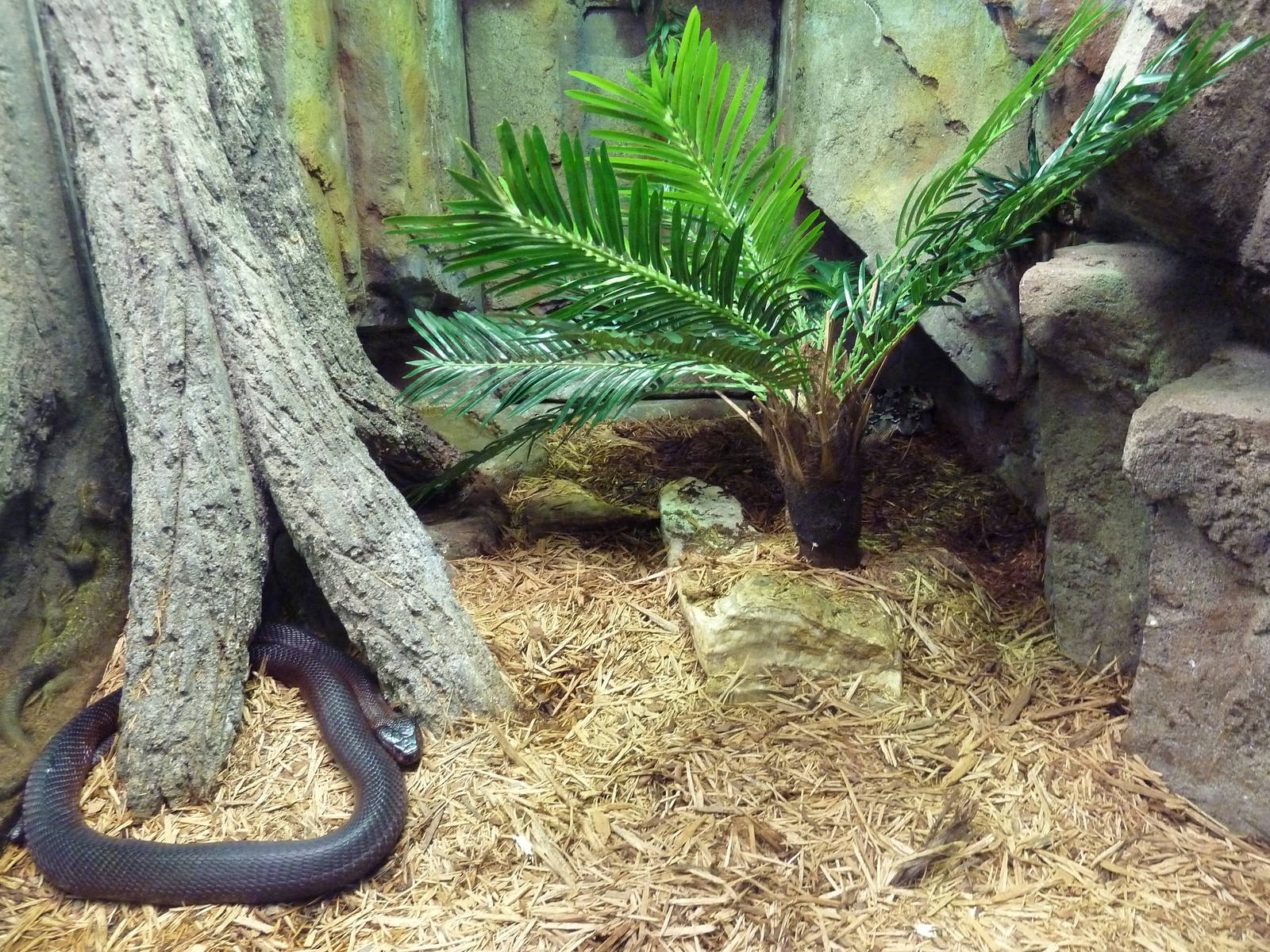 Aquatic + Reptile Center - Red-Spitting Cobra/Gaboon Viper Exhibit
