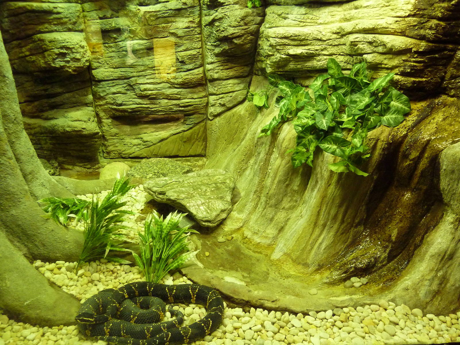 Aquatic + Reptile Center - Taylor's Cantil Exhibit