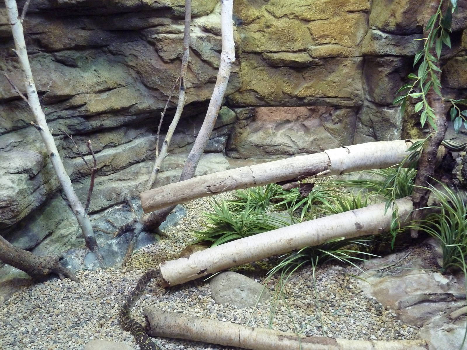 Aquatic + Reptile Center - Western Fox Snake/Eastern Hognose Snake/Eastern