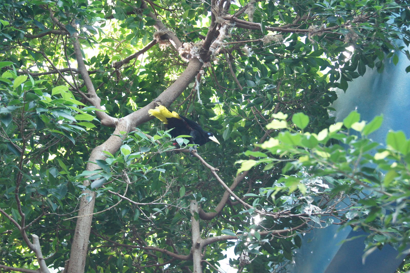 Aquatic Room - waiting to relieve himself