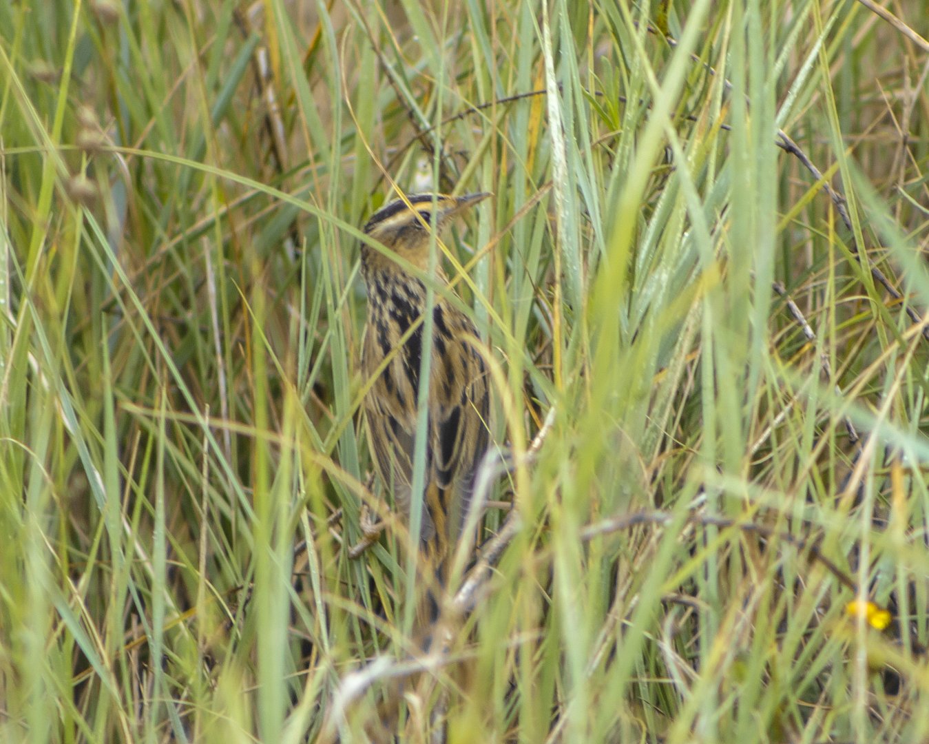Aquatic warbler, Acrocephalus paludicola