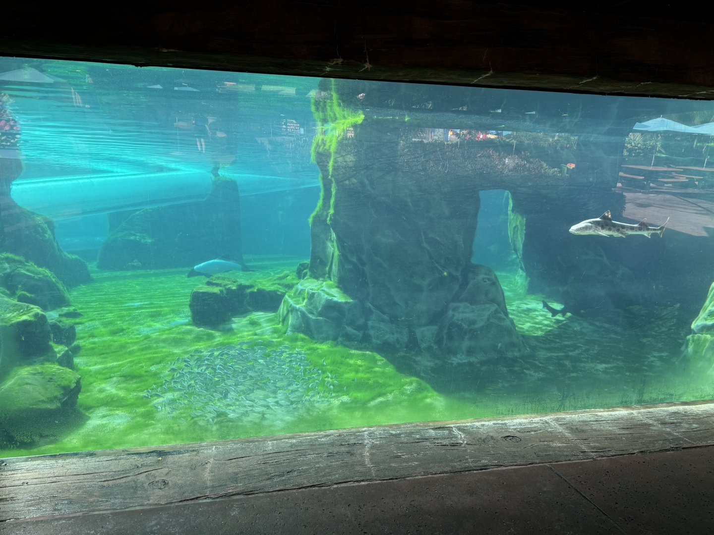 Aquatica Commersons Dolphin Pool