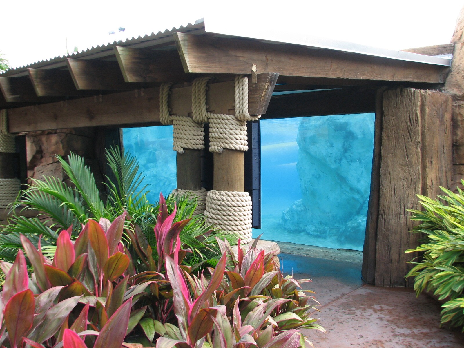 Aquatica - Dolphin Plunge - Commerson's Dolphin Exhibit Underwater Viewing