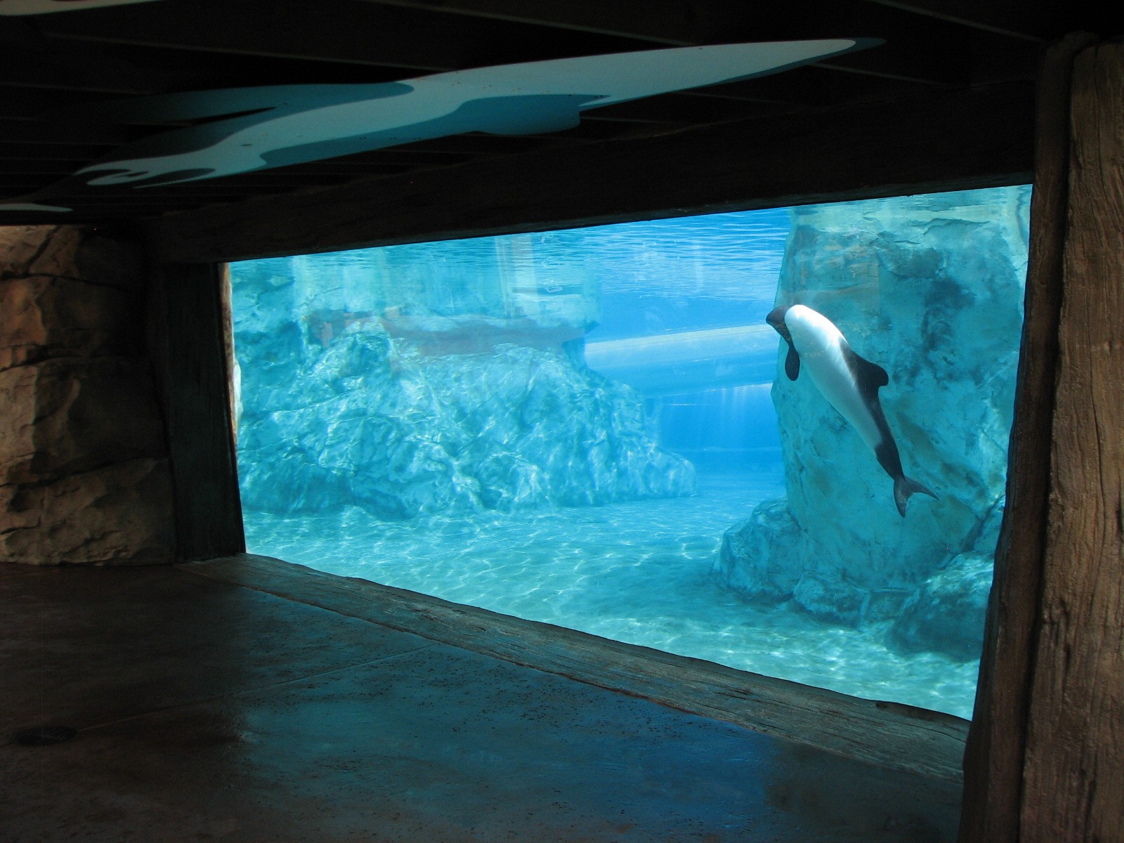 Aquatica - Dolphin Plunge - Commerson's Dolphin Exhibit Underwater Viewing