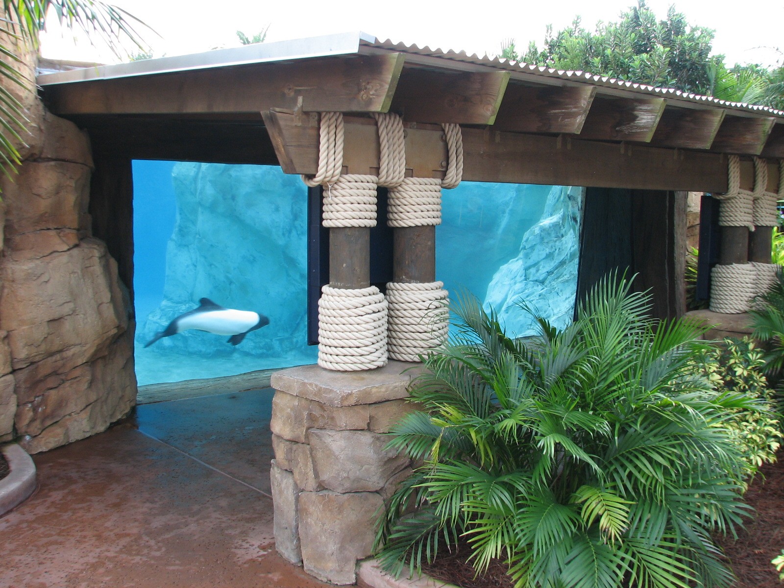 Aquatica - Dolphin Plunge - Commerson's Dolphin Exhibit Underwater Viewing