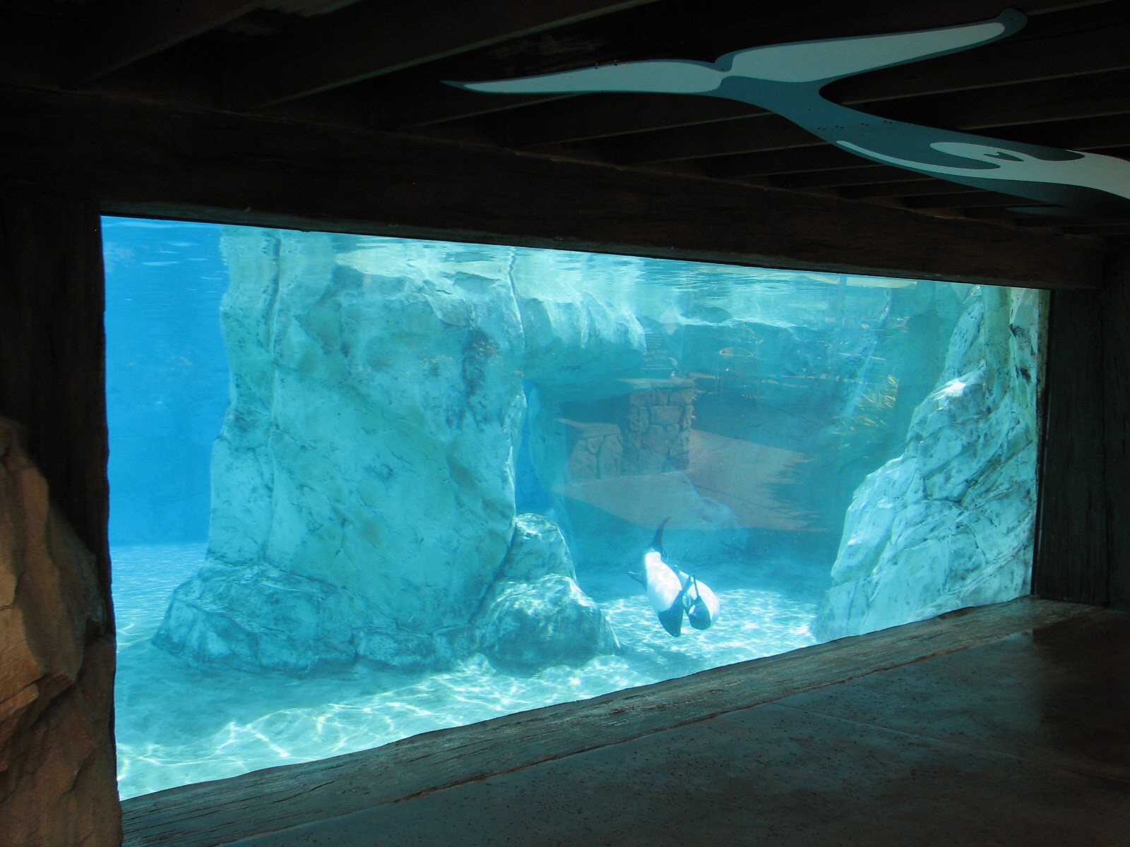 Aquatica - Dolphin Plunge - Commerson's Dolphin Exhibit Underwater Viewing