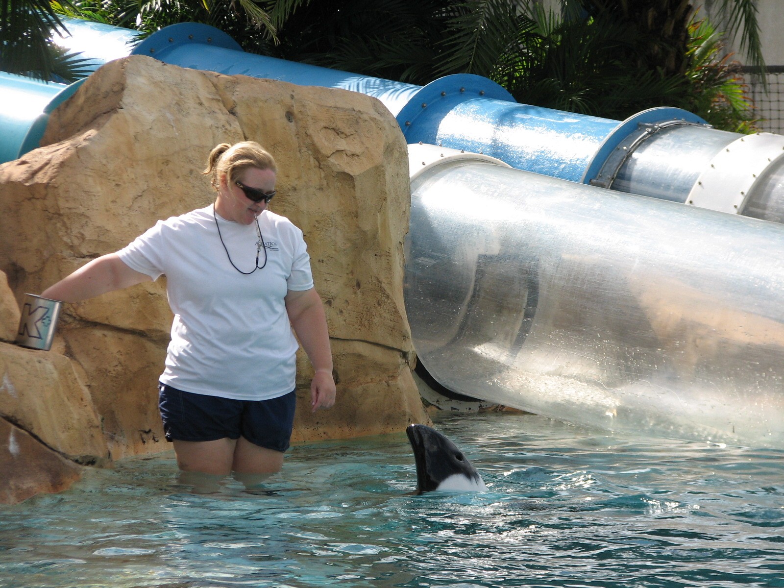 Aquatica - Dolphin Plunge - Commerson's Dolphin Exhibit