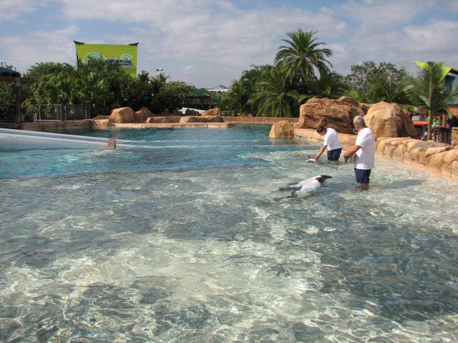 Aquatica - Dolphin Plunge - Commerson's Dolphin Exhibit