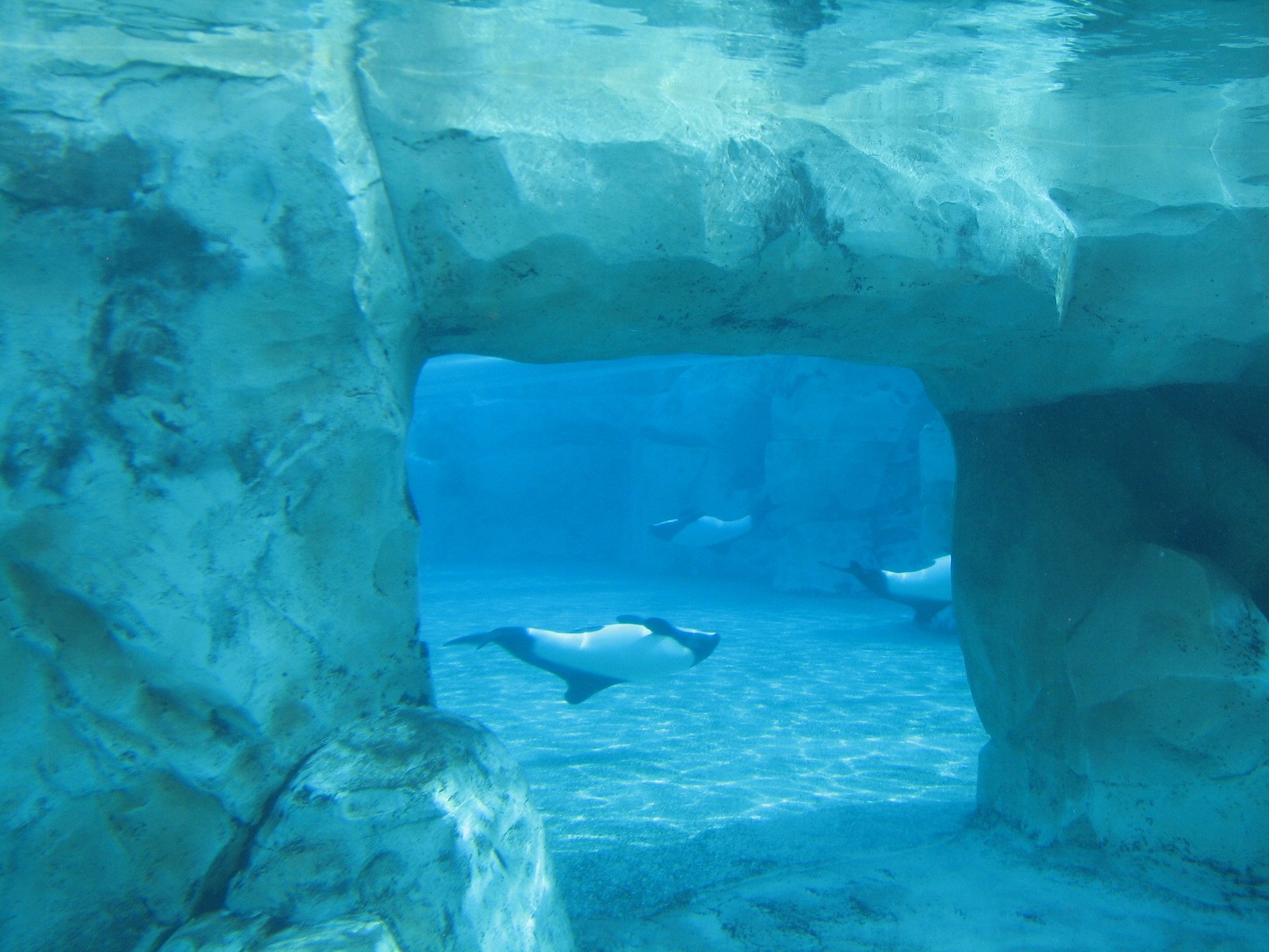Aquatica - Dolphin Plunge - Commerson's Dolphin Exhibit