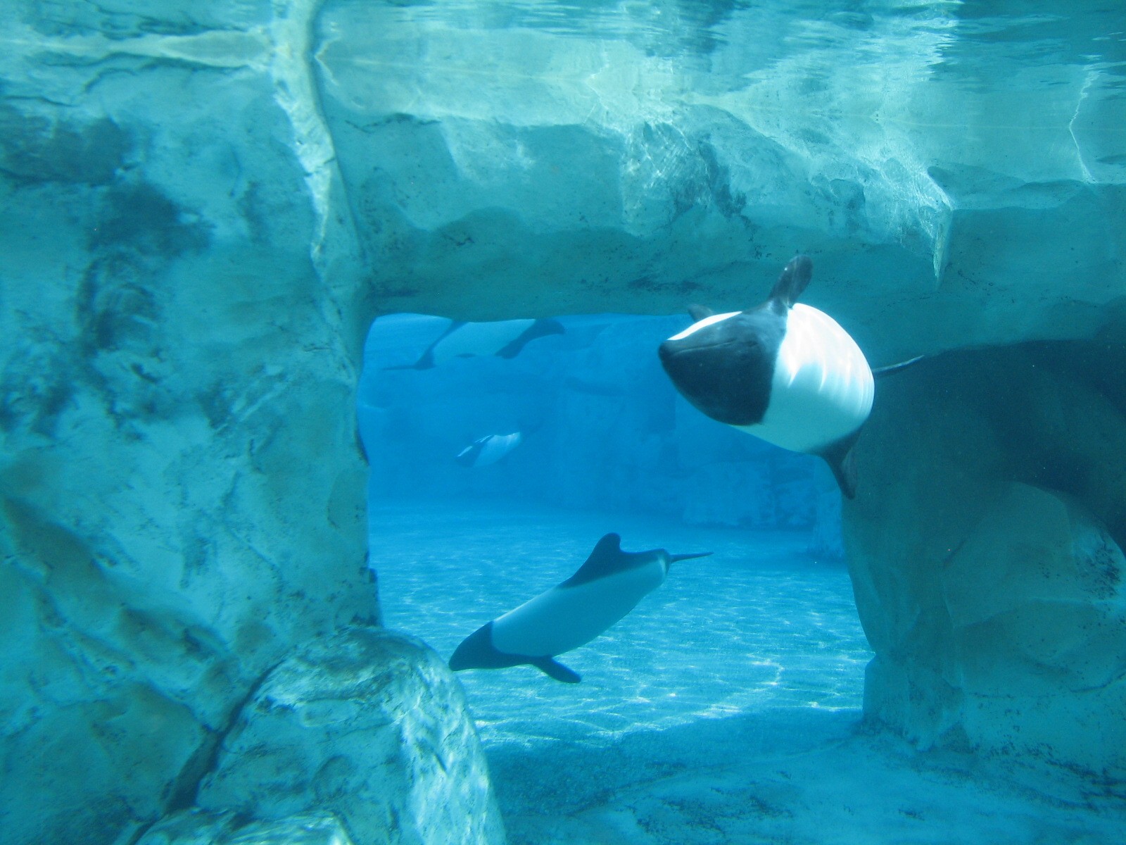 Aquatica - Dolphin Plunge - Commerson's Dolphin Exhibit