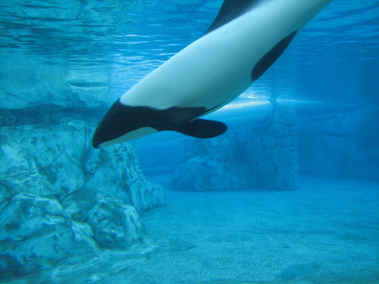 Aquatica - Dolphin Plunge - Commerson's Dolphin Exhibit