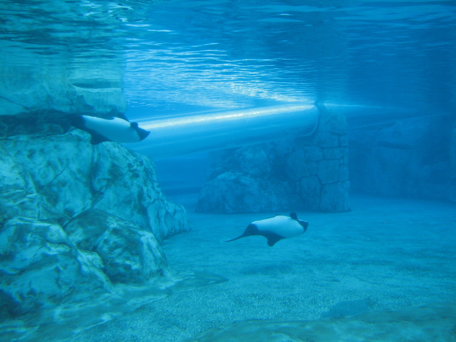 Aquatica - Dolphin Plunge - Commerson's Dolphin Exhibit