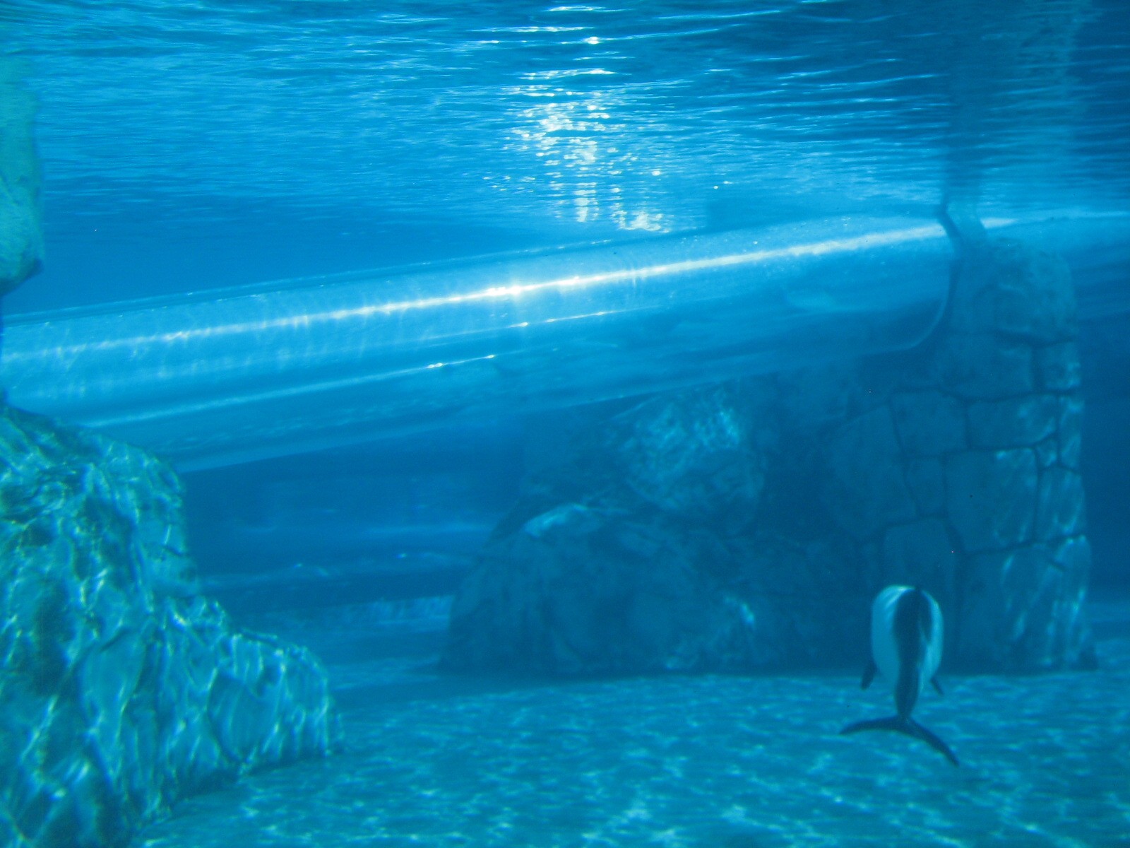 Aquatica - Dolphin Plunge - Commerson's Dolphin Exhibit