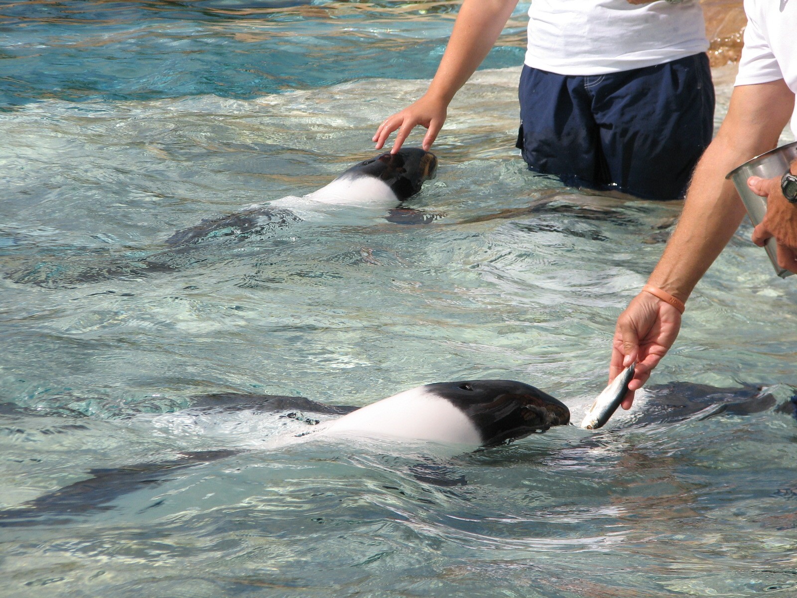 Aquatica - Dolphin Plunge - Commerson's Dolphin