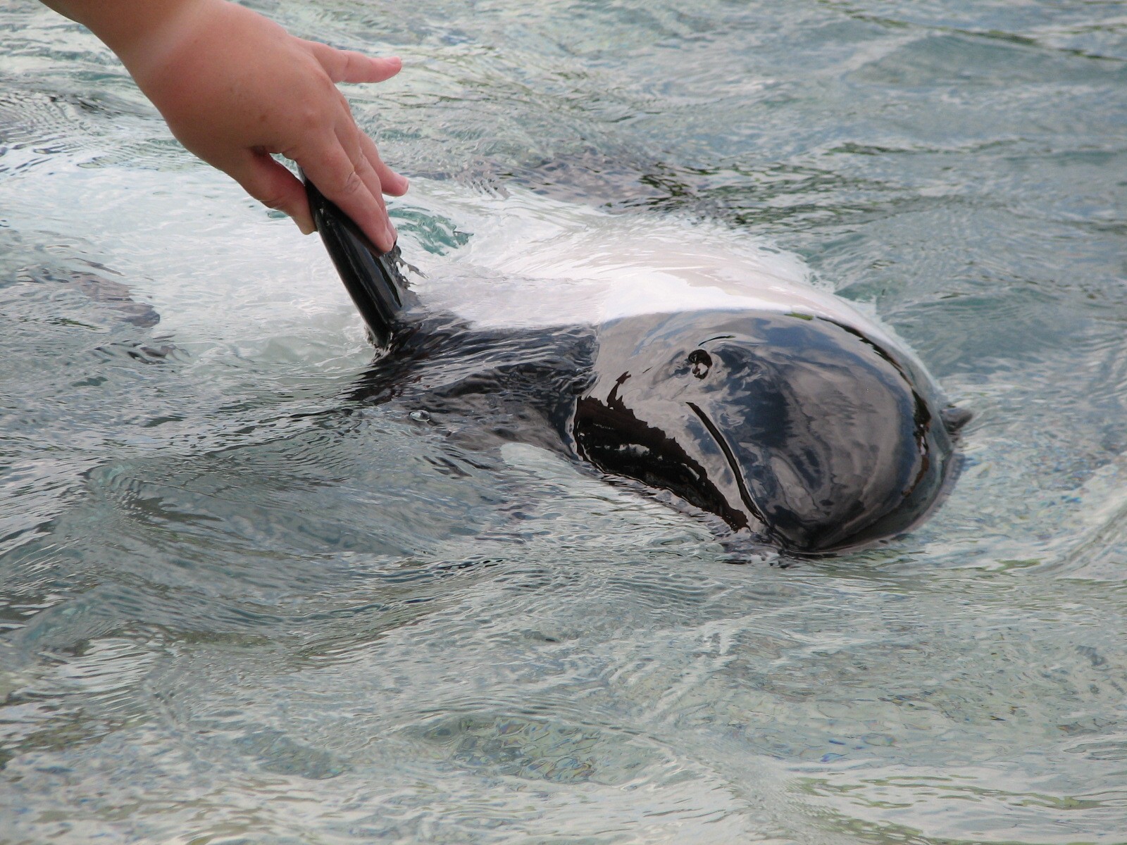 Aquatica - Dolphin Plunge - Commerson's Dolphin