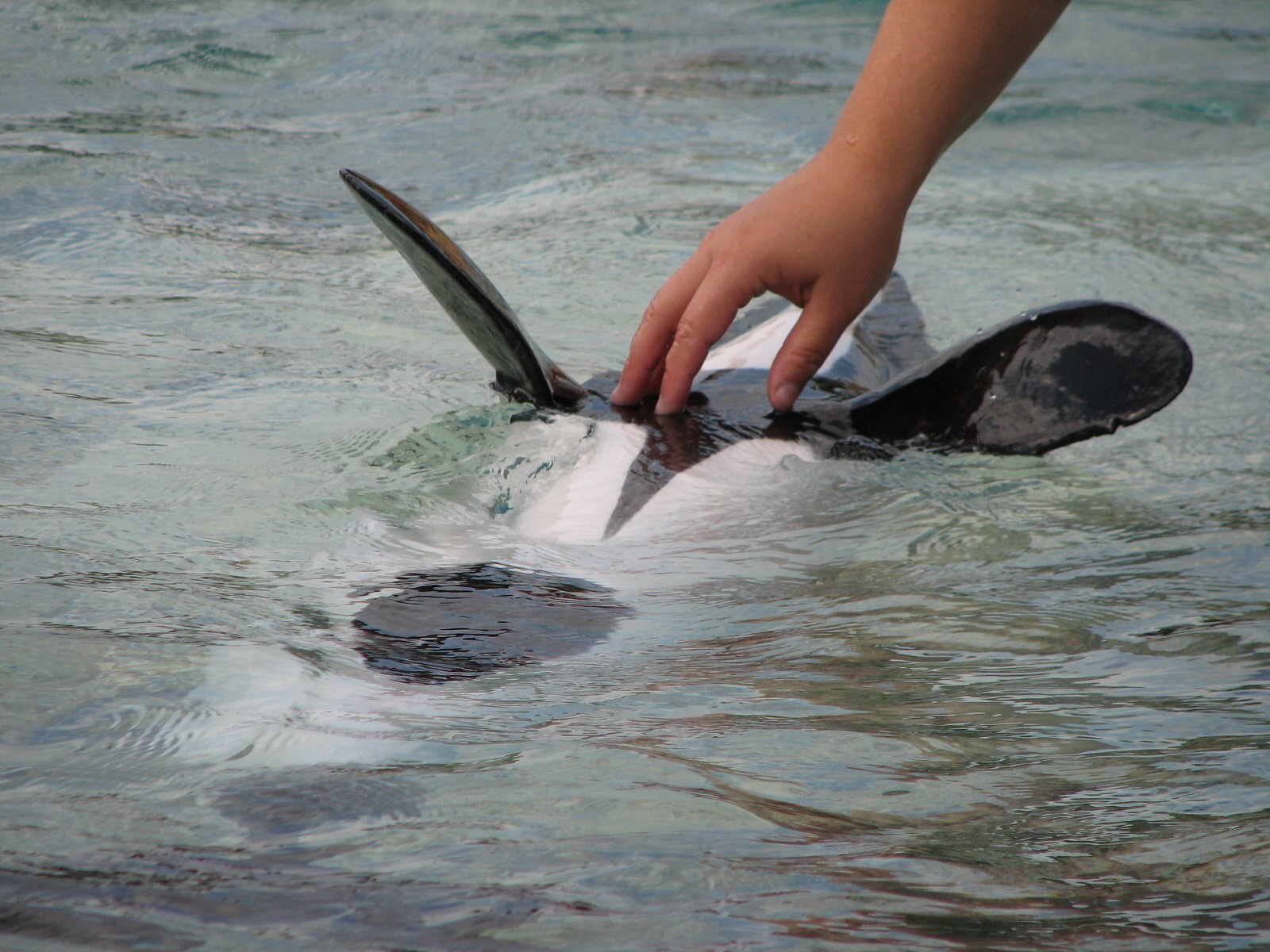 Aquatica - Dolphin Plunge - Commerson's Dolphin