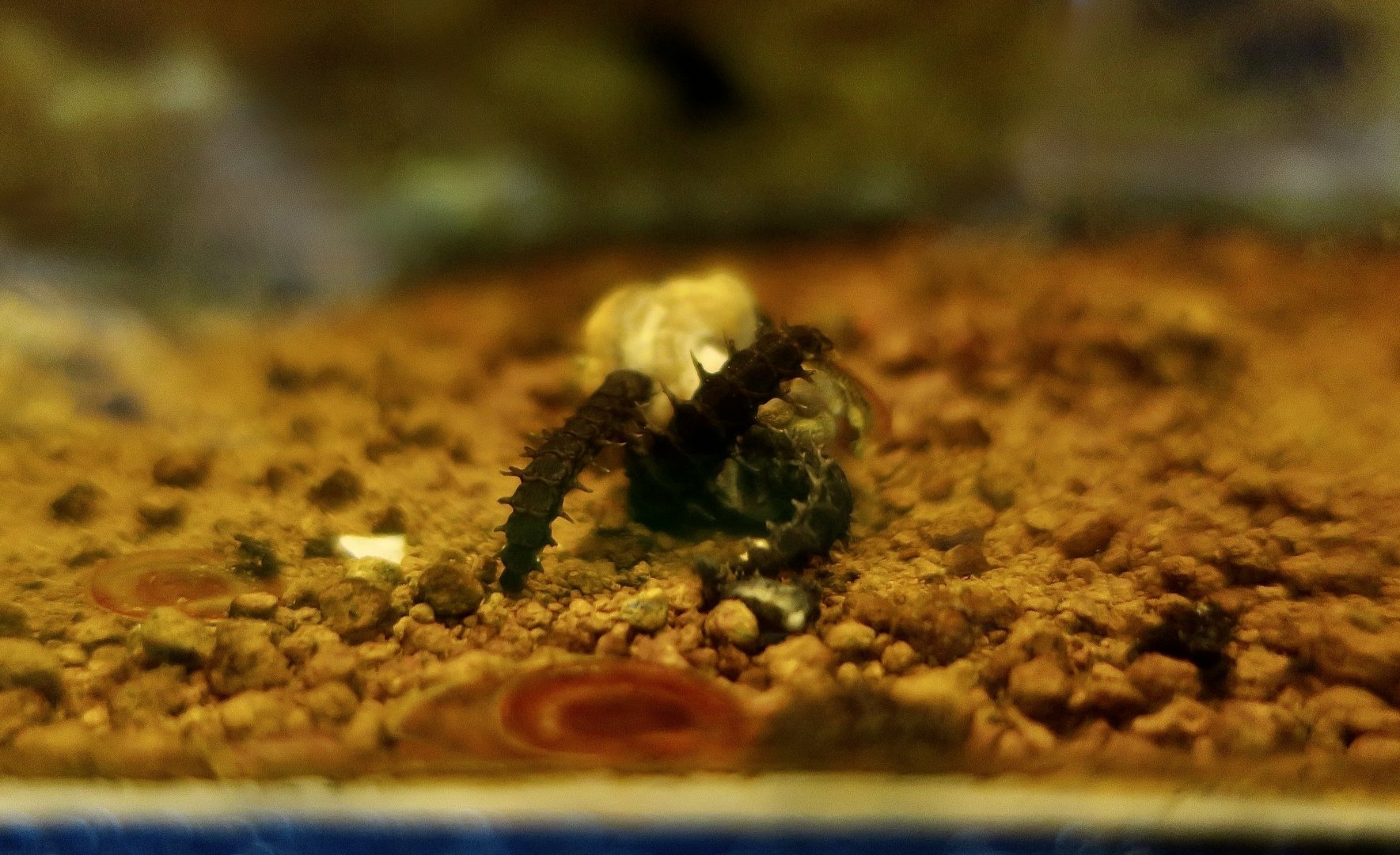 Aquatica ficta, a firefly - larvae