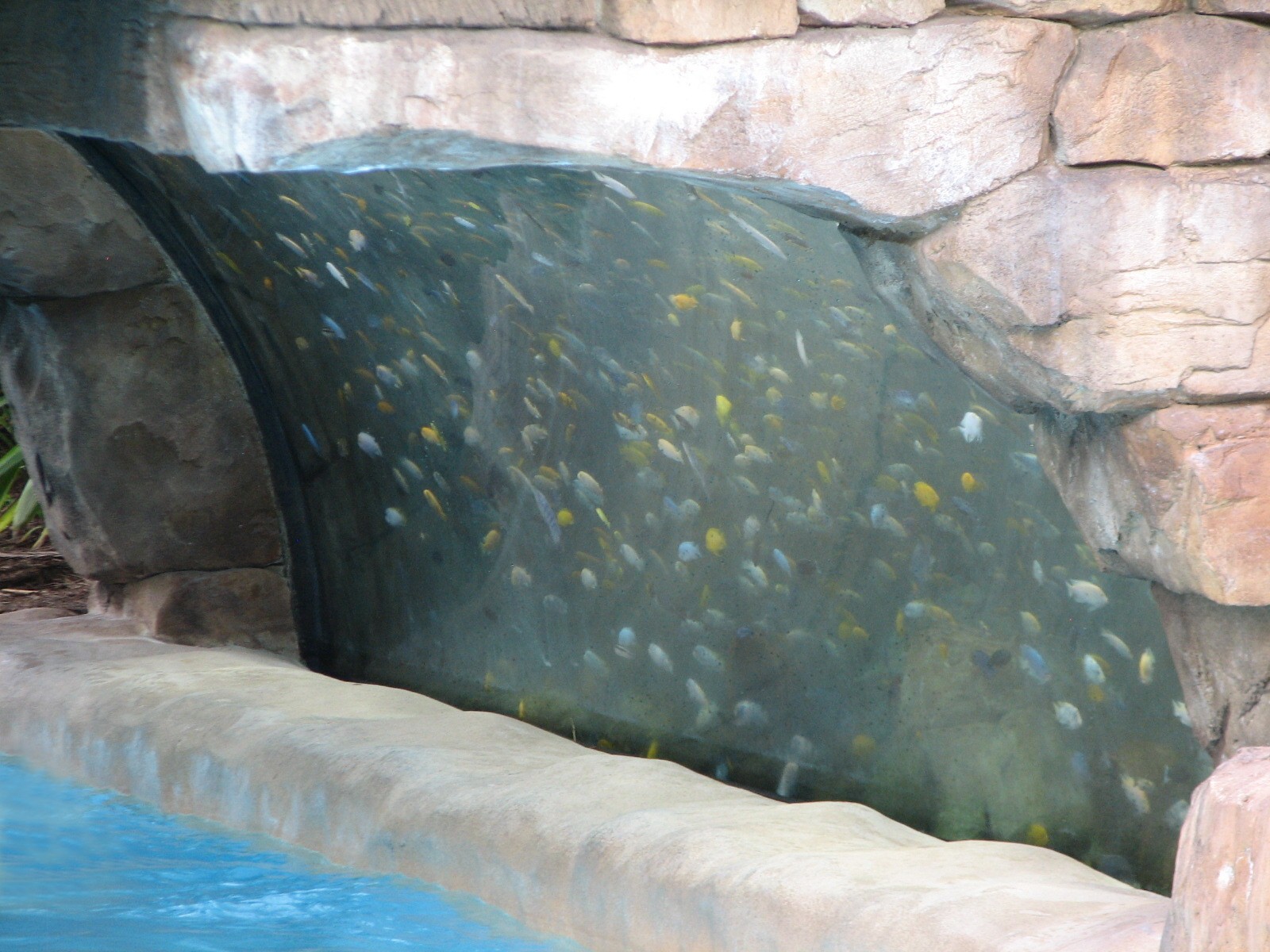 Aquatica - Fish Grotto