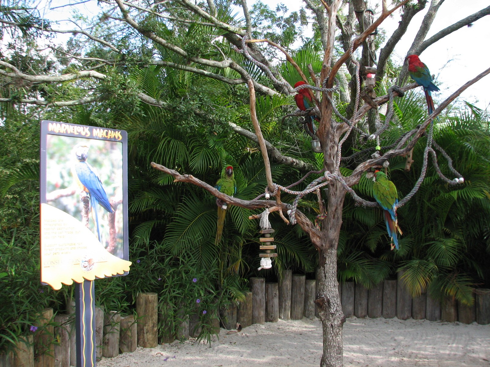 Aquatica - Marvelous Macaws Exhibit