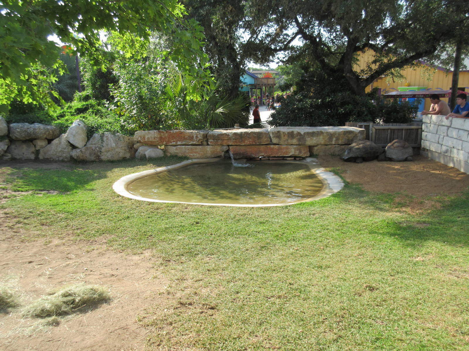 Aquatica San Antonio - Aldabra Tortoise Exhibit