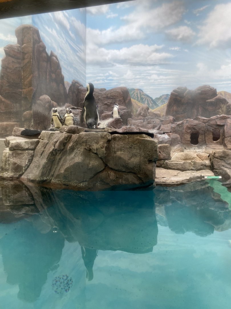 Aquatics- African penguin exhibit.