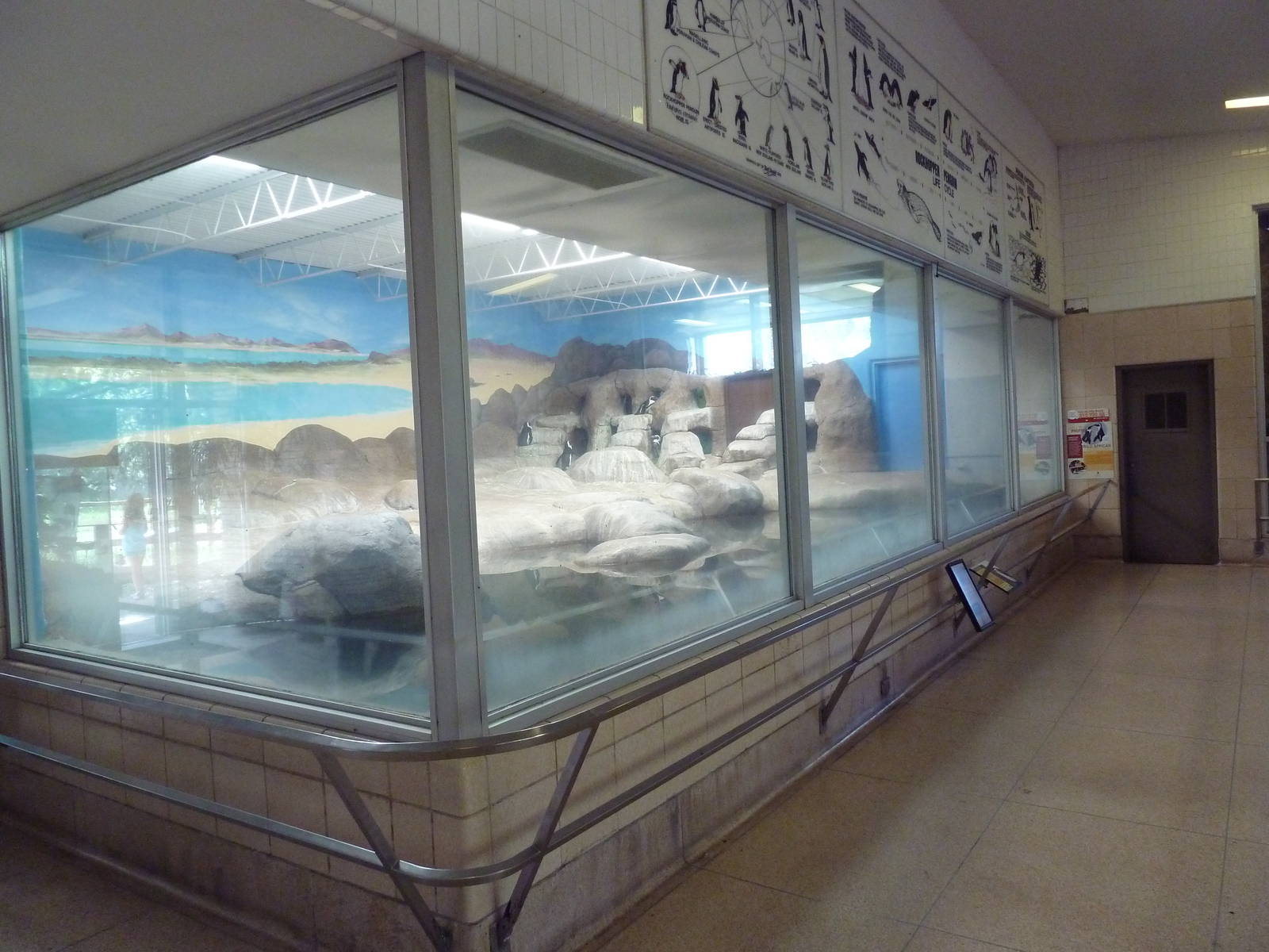 Aquatics Building - African Penguin Exhibit
