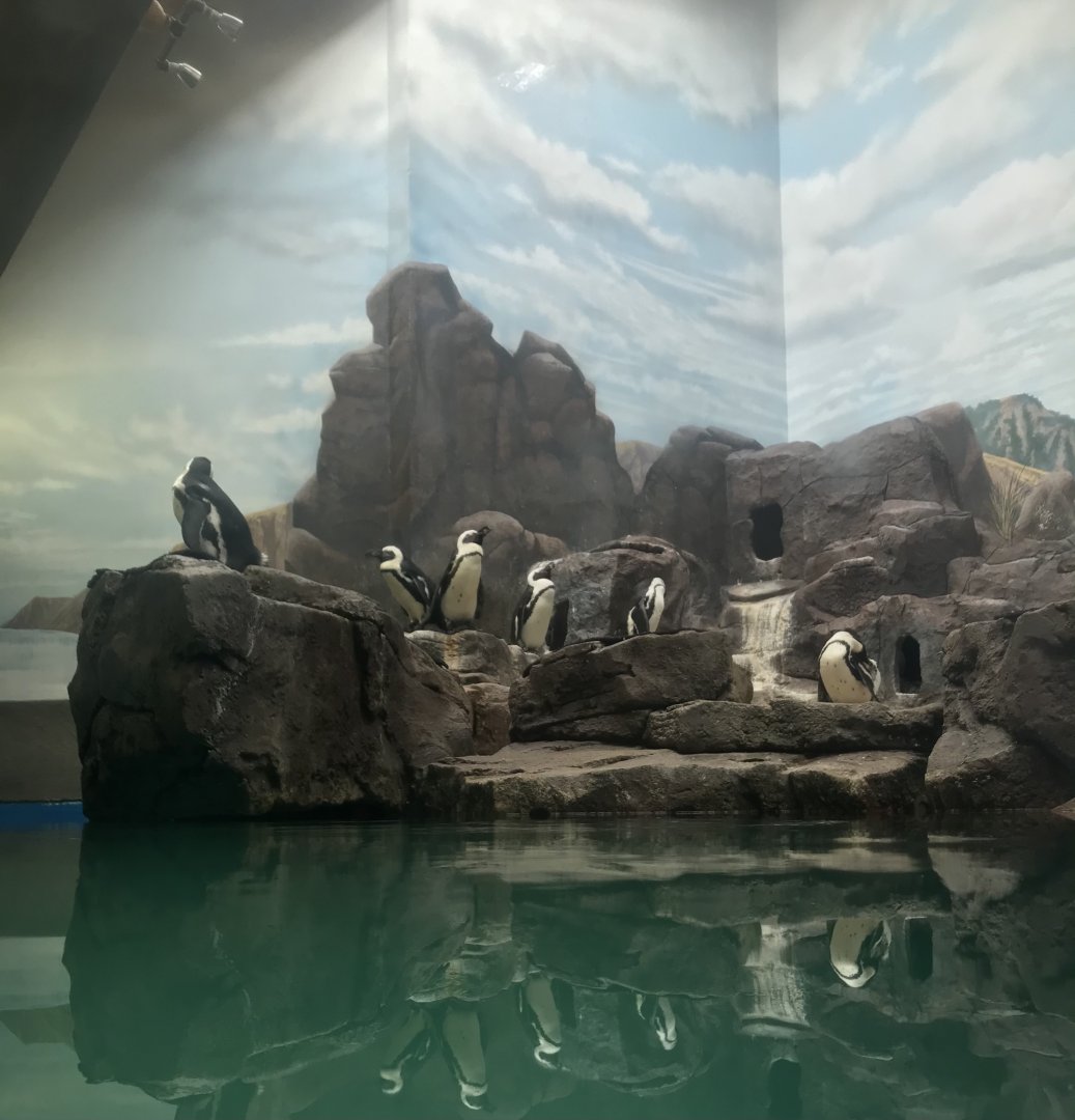 Aquatics Building- African penguin exhibit