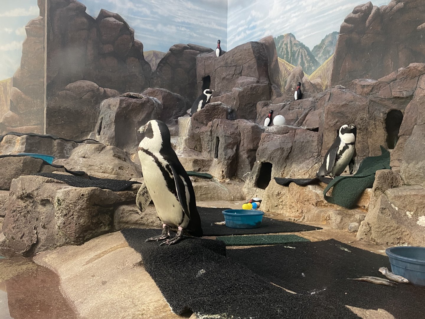 Aquatics Building - Black-Footed Penguin Exhibit