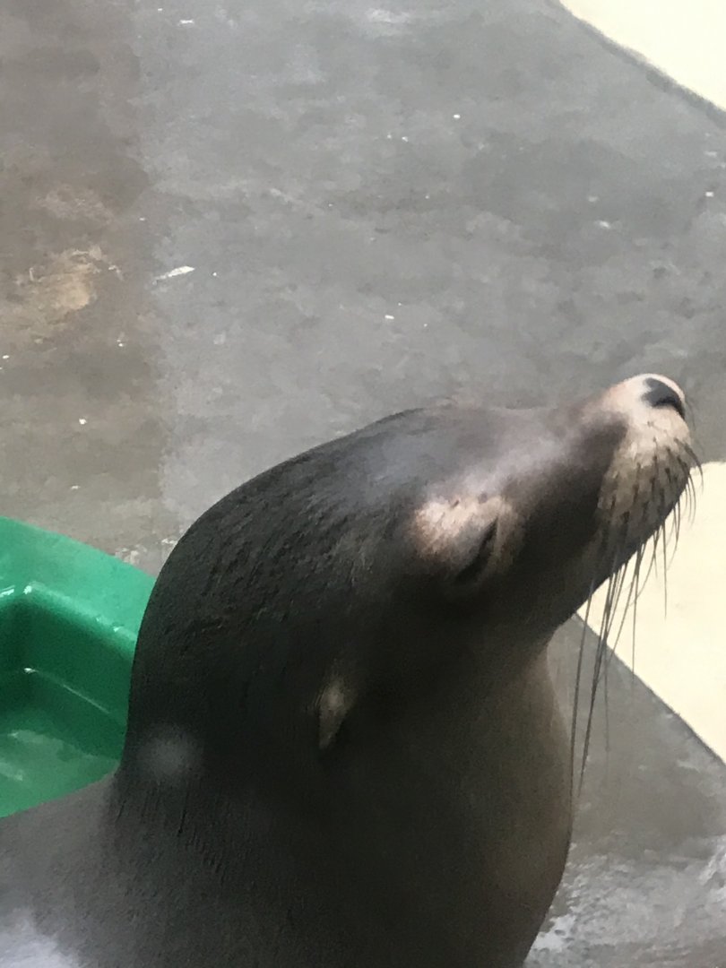 Aquatics building- California sea lion