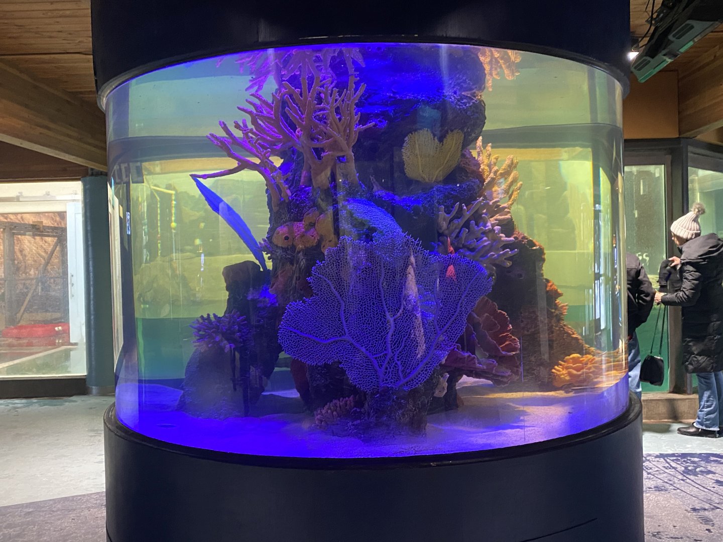 Aquatics Building - Future Moray Eel(?) Tank