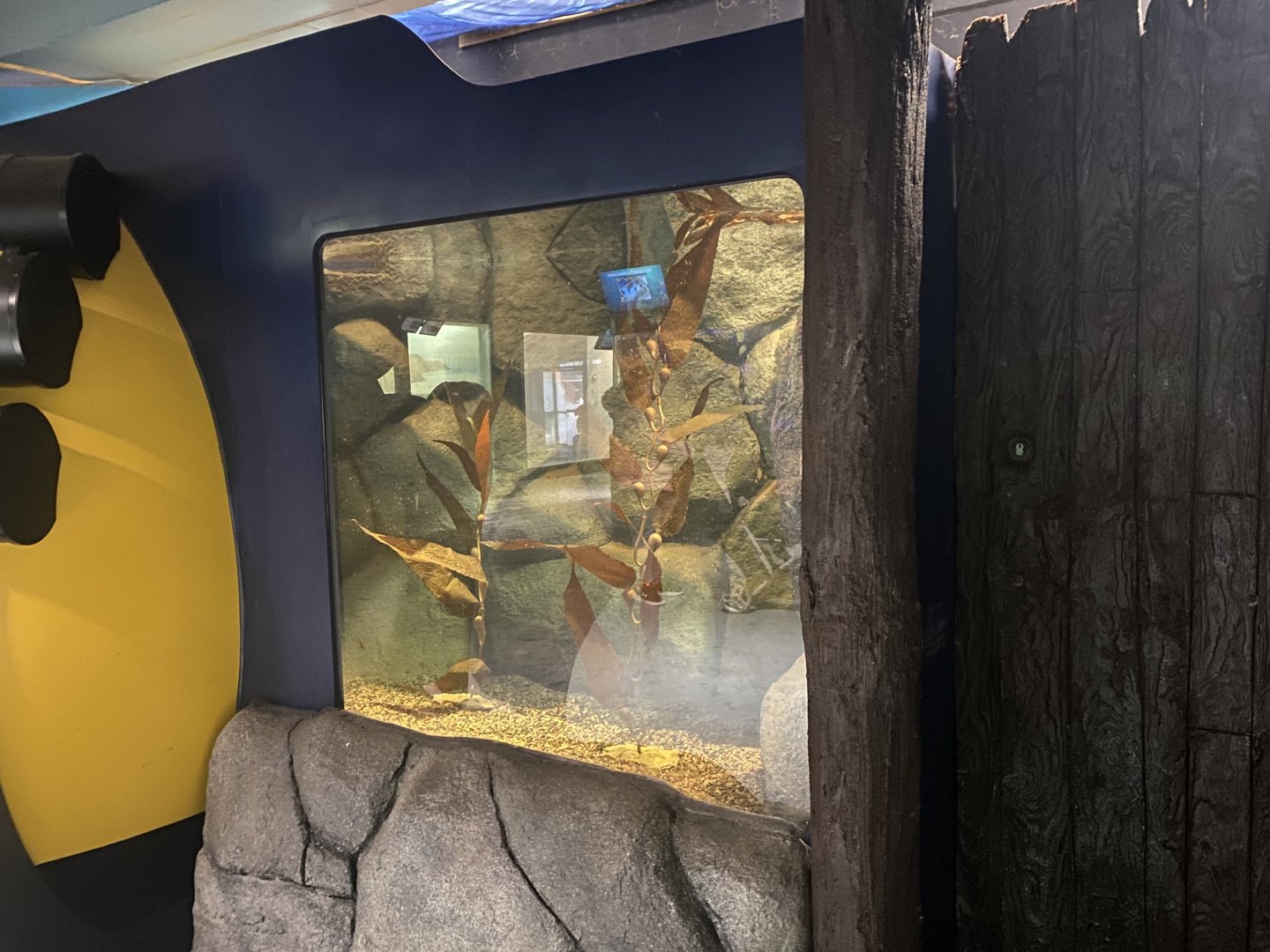 Aquatics Building - Future Octopus Tank