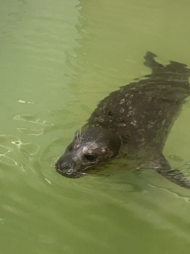 Aquatics building- harbor seal