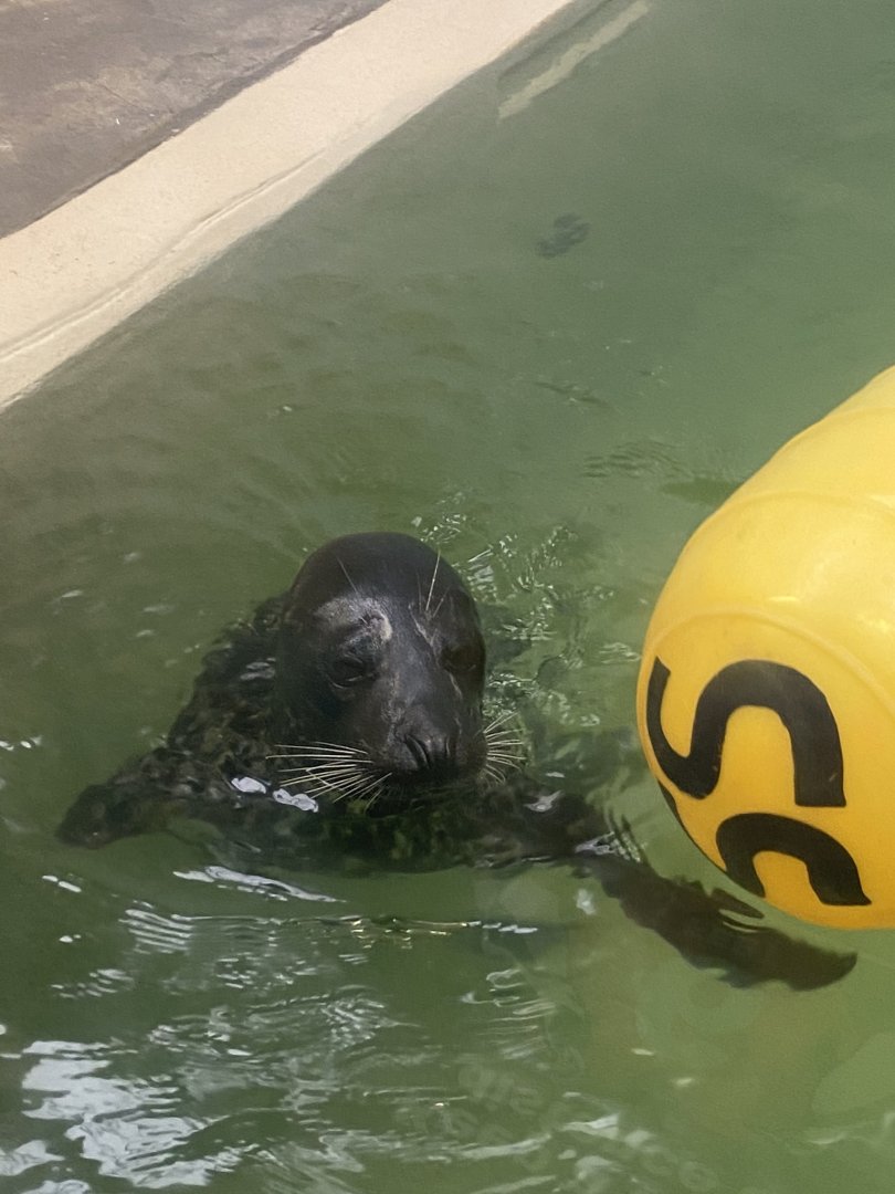 Aquatics building- harbor seal