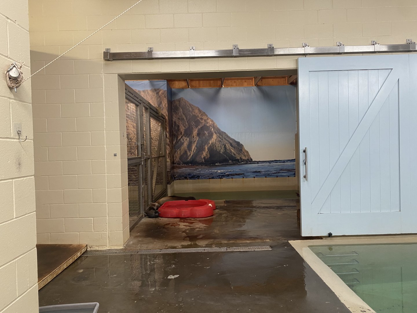 Aquatics Building - Indoor California Sea Lion Exhibit