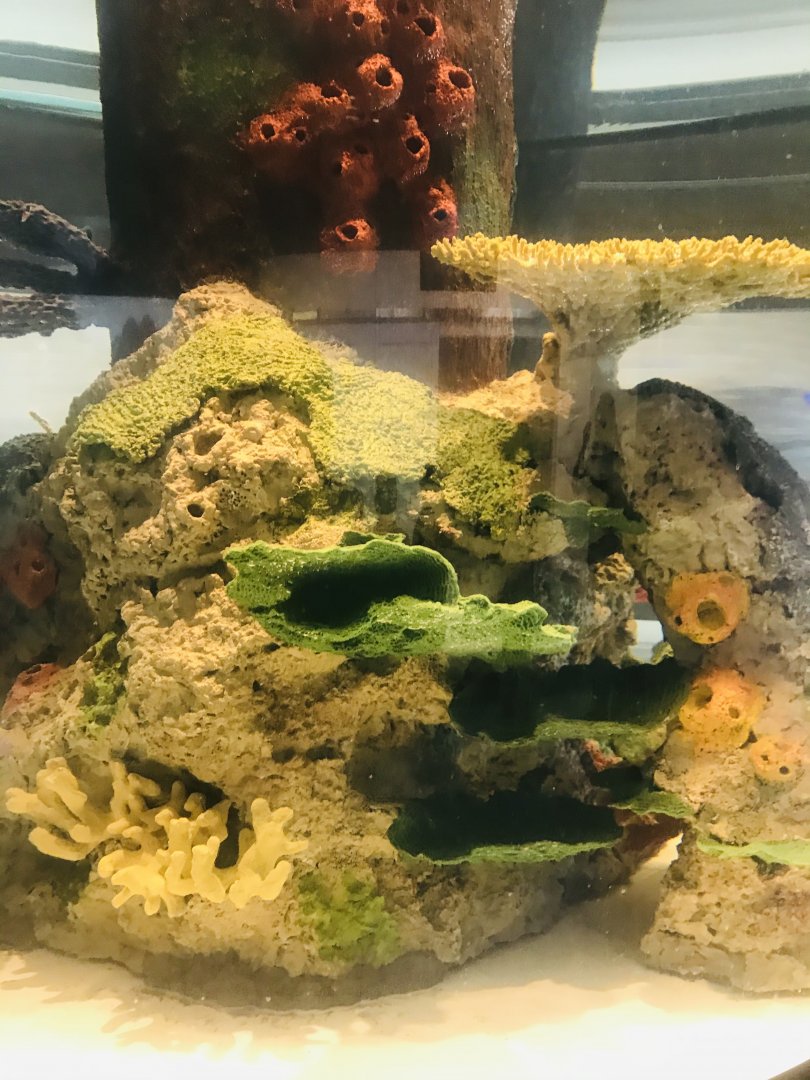 Aquatics building- new aquarium display